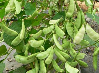 蔬菜種子種植戶(hù)客戶(hù)點(diǎn)評(píng)-特色扁豆：超早變色龍與超早嫩玉王