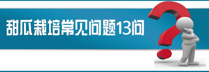 蔬菜種子栽培技術(shù)-<strong><font color='#006428'>甜瓜栽培常見(jiàn)問(wèn)題13問(wèn)？</font></strong>