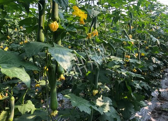 蔬菜種子種植戶客戶點(diǎn)評-種植“優(yōu)比1號(hào)”差的用戶，差到什么樣子？