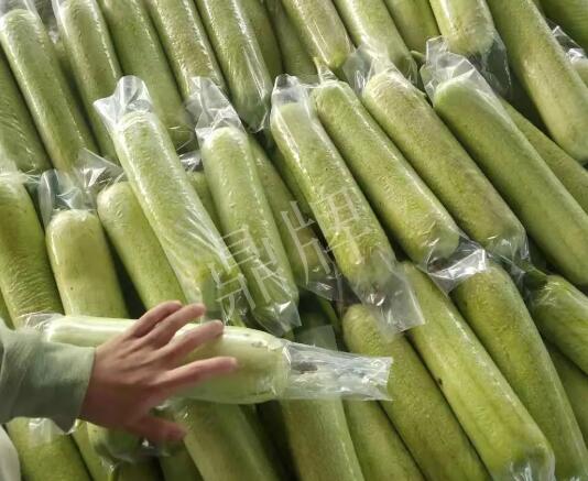 蔬菜種子種植戶客戶點(diǎn)評(píng)-這個(gè)絲瓜每畝能掙3萬，惠州客戶很滿意！
