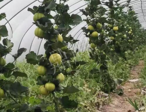 蔬菜種子種植戶客戶點(diǎn)評(píng)-我的乖乖，一株坐果15個(gè)，6元1斤，好賣得很！