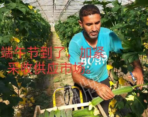 蔬菜種子種植戶客戶點(diǎn)評(píng)-羨慕！每公斤24元，“優(yōu)比1號(hào)”在法國的表現(xiàn)…