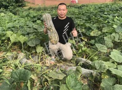 蔬菜種子種植戶客戶點(diǎn)評-“狗日的這個(gè)啷個(gè)…挨到都是”
