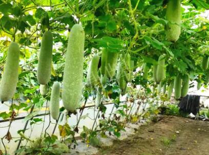 蔬菜種子種植戶客戶點(diǎn)評(píng)-我種的冬瓜，肉緊味甜，按個(gè)賣！
