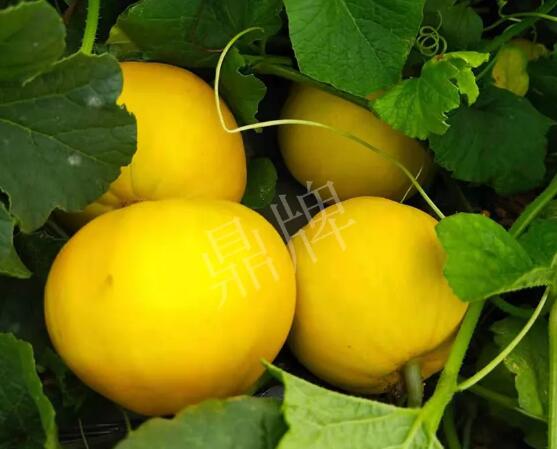 蔬菜種子種植戶客戶點(diǎn)評(píng)-純賺50萬，我這個(gè)“張大膽”榮光了一把！