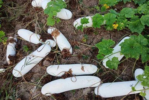 您種植過(guò)“堆堆瓜”嗎？看一看，地上全是瓜！一睹芳容