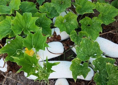您種植過(guò)“堆堆瓜”嗎？看一看，地上全是瓜！一睹芳容