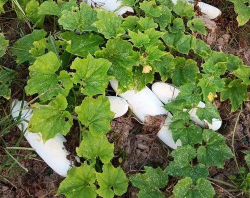 您種植過(guò)“堆堆瓜”嗎？看一看，地上全是瓜！一睹芳容