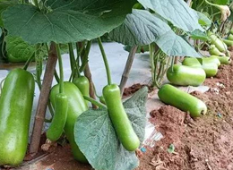 蔬菜種子種植戶客戶點(diǎn)評(píng)-浙江菜農(nóng)種植的鼎牌瓠瓜喜獲豐收，又賣上了好價(jià)錢!