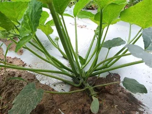 菜農(nóng)種植無需噴農(nóng)藥的蔬菜，不僅栽培簡單、而且效益高