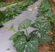 蔬菜種子種植戶客戶點(diǎn)評(píng)-無(wú)需噴農(nóng)藥的蔬菜，栽培簡(jiǎn)單、效益高！