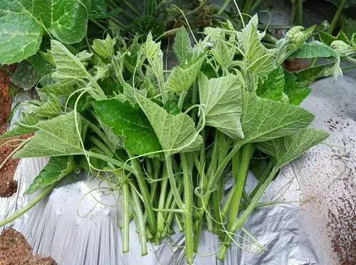 菜農(nóng)種植無需噴農(nóng)藥的蔬菜，不僅栽培簡單、而且效益高