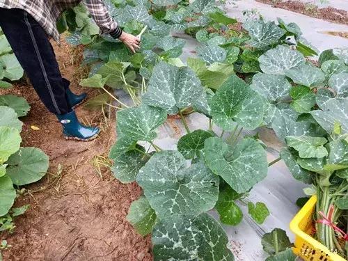 菜農(nóng)種植無需噴農(nóng)藥的蔬菜，不僅栽培簡單、而且效益高
