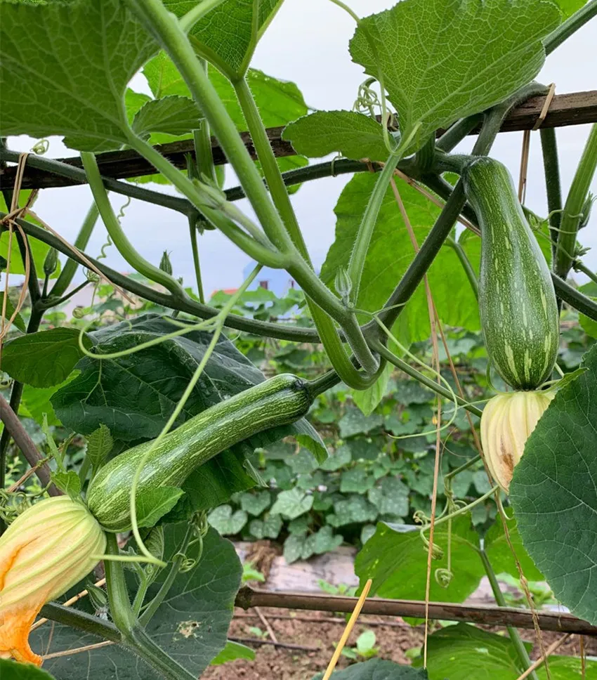 3元1斤的健美蜜本南瓜快成熟了，緬甸種植戶發(fā)來圖片與視頻