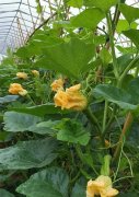 蔬菜種子種植戶客戶點(diǎn)評(píng)-在大棚內(nèi)栽培“健美蜜本”南瓜，怎么樣？看菜農(nóng)石昌斌發(fā)來的圖片