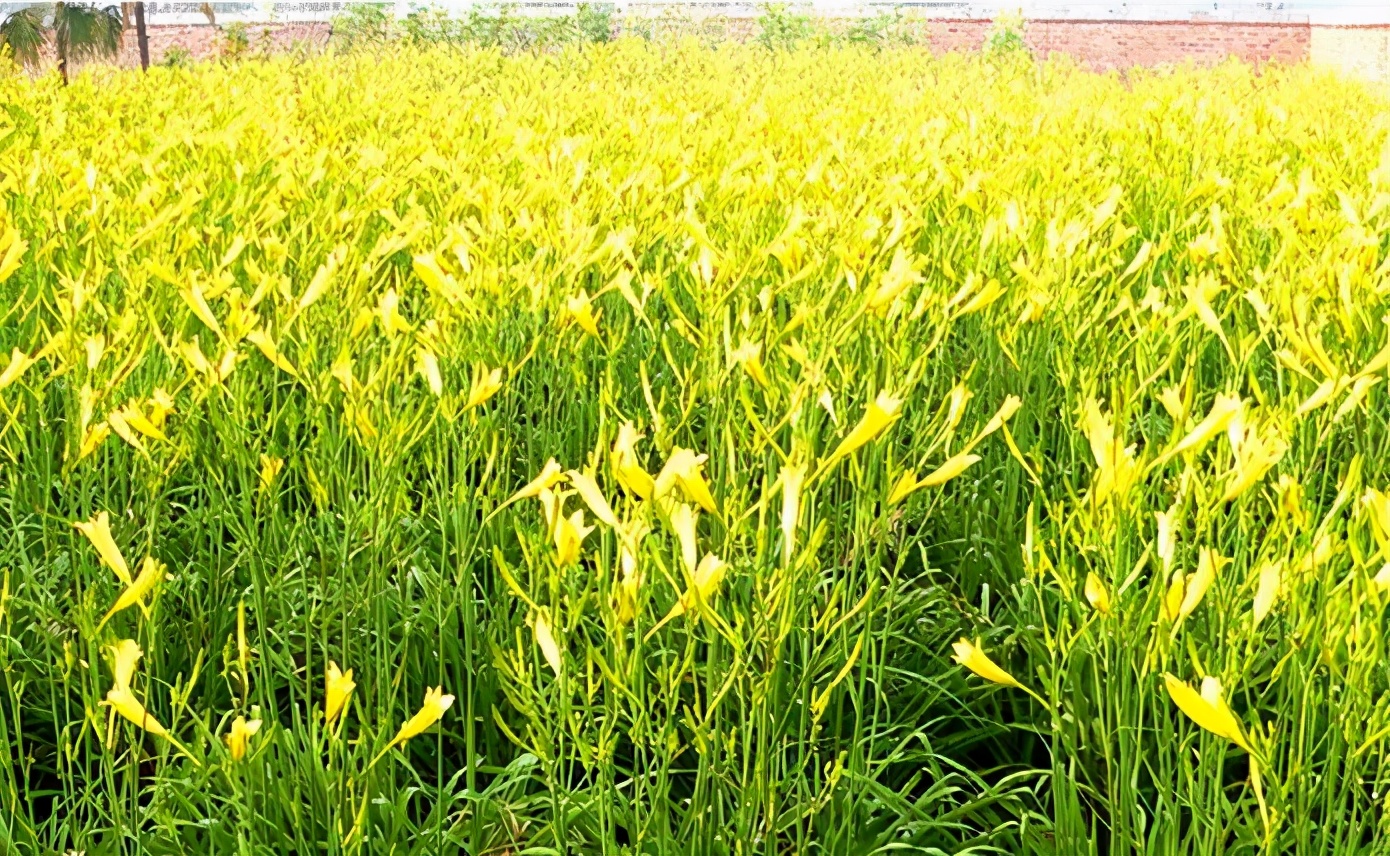 一斤接近20塊，原來(lái)它才是最火的國(guó)民蔬菜！全國(guó)都適種