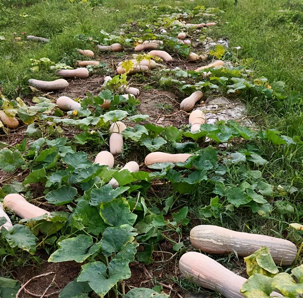 一位轉(zhuǎn)業(yè)后的特種兵，辦農(nóng)場種瓜菜，靠1個優(yōu)點，年賺200萬