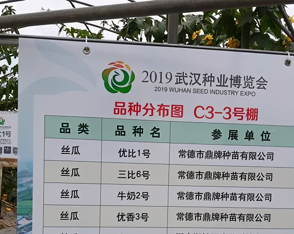 這個絲瓜畝產(chǎn)可達(dá)8000公斤，菜農(nóng)2021年致富的絲瓜品種