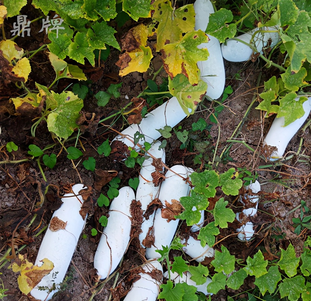 這個冬瓜品種放1年不壞，口感脆甜，多年科研就為打造這1個爆品