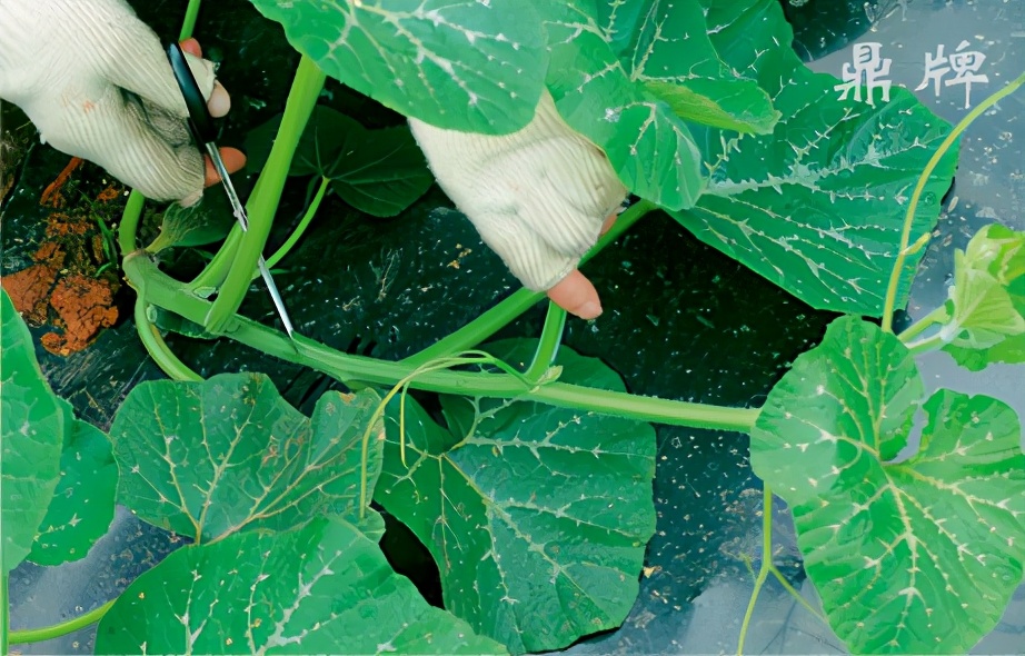種這種綠葉菜，栽培輕松，畝產(chǎn)值過萬元，菜農(nóng)表示很劃算