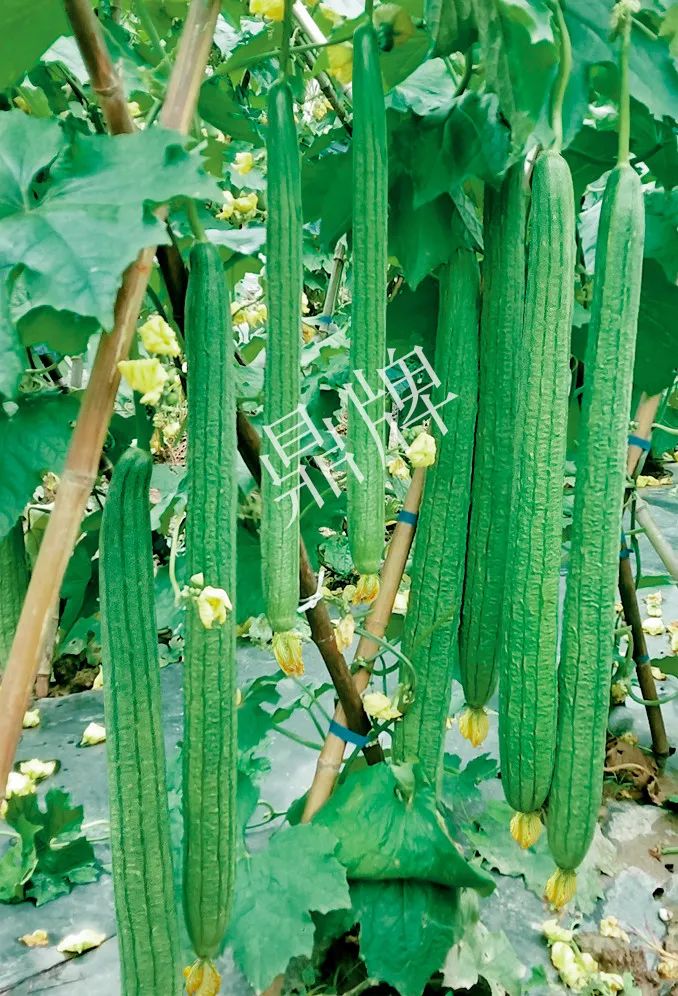 它是絲瓜種植戶的新選擇，節(jié)節(jié)有瓜，瓜長而不彎曲