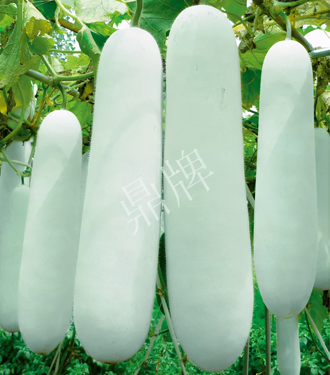 這個(gè)品種太優(yōu)秀了！耐儲(chǔ)耐運(yùn)，適合大面積種植，菜農(nóng)瓜販都喜歡