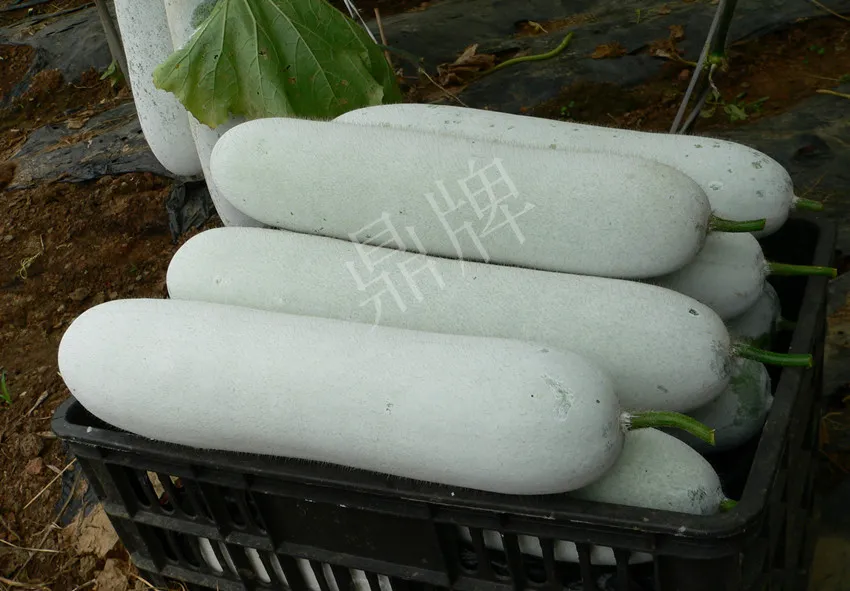 這個(gè)品種太優(yōu)秀了！耐儲(chǔ)耐運(yùn)，適合大面積種植，菜農(nóng)瓜販都喜歡