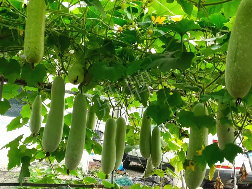 什么品種的冬瓜按個(gè)買？?jī)r(jià)格是同期黑皮冬瓜五倍