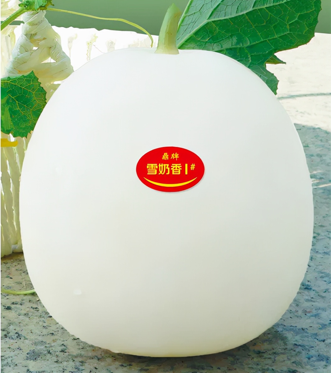 河南焦作的李向林今年種植甜瓜新品種，客戶直接拉貨走人