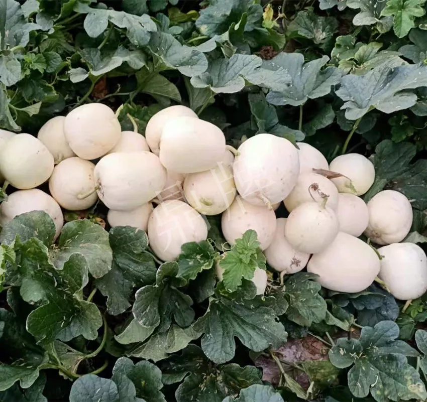 河南焦作的李向林今年種植甜瓜新品種，客戶直接拉貨走人