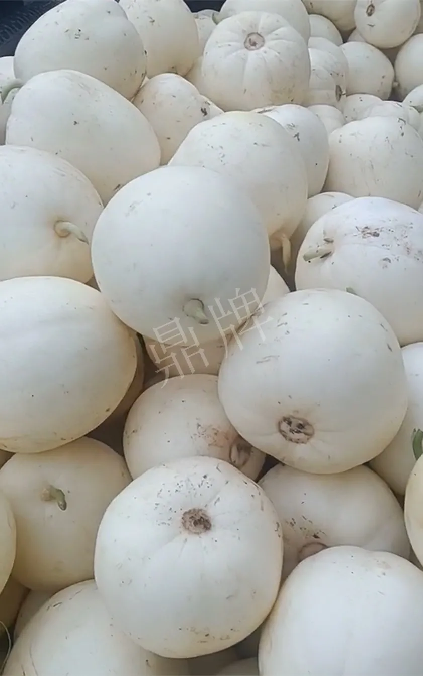 河南焦作的李向林今年種植甜瓜新品種，客戶直接拉貨走人