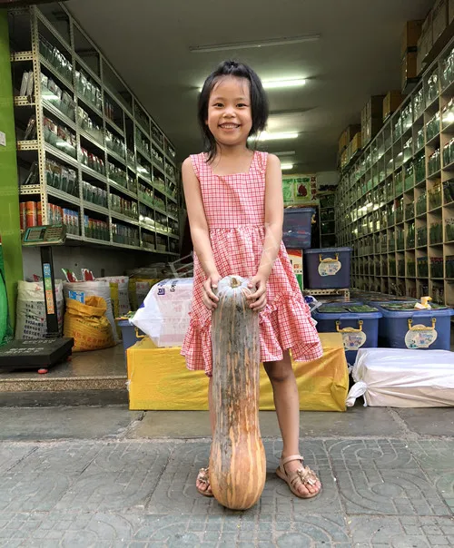 四川農(nóng)戶今年種“健美蜜本”南瓜產(chǎn)量高，品質(zhì)好，感覺巴適得很