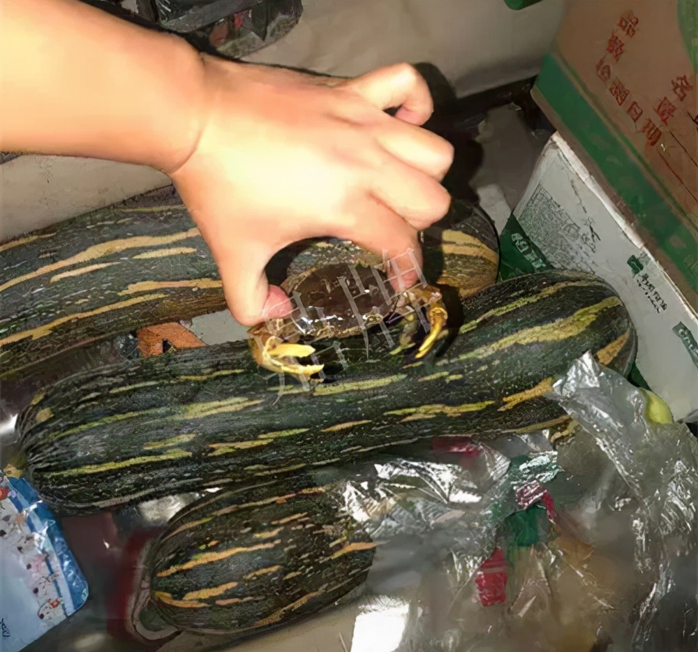 四川農(nóng)戶今年種“健美蜜本”南瓜產(chǎn)量高，品質(zhì)好，感覺巴適得很