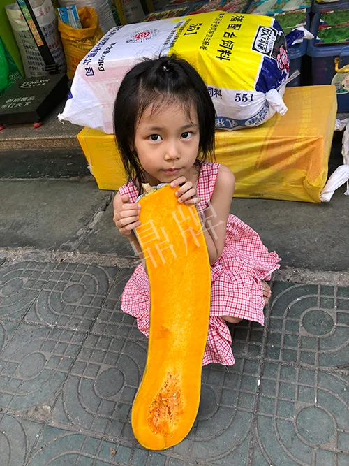 四川農(nóng)戶今年種“健美蜜本”南瓜產(chǎn)量高，品質(zhì)好，感覺巴適得很