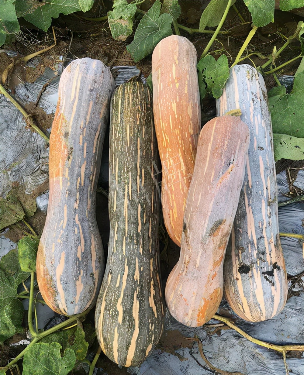 四川農(nóng)戶今年種“健美蜜本”南瓜產(chǎn)量高，品質(zhì)好，感覺巴適得很