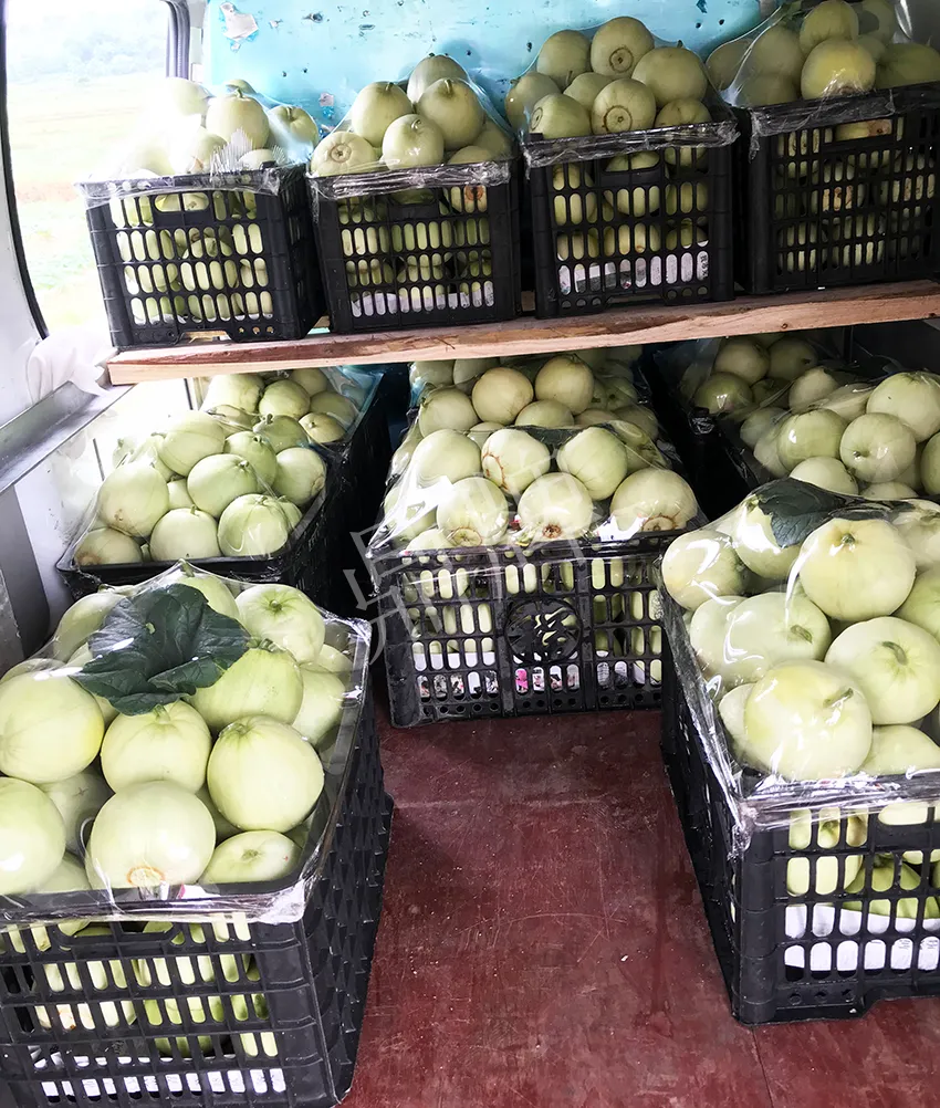 郴州農(nóng)戶種植新品種，果實又香又甜，很好賣