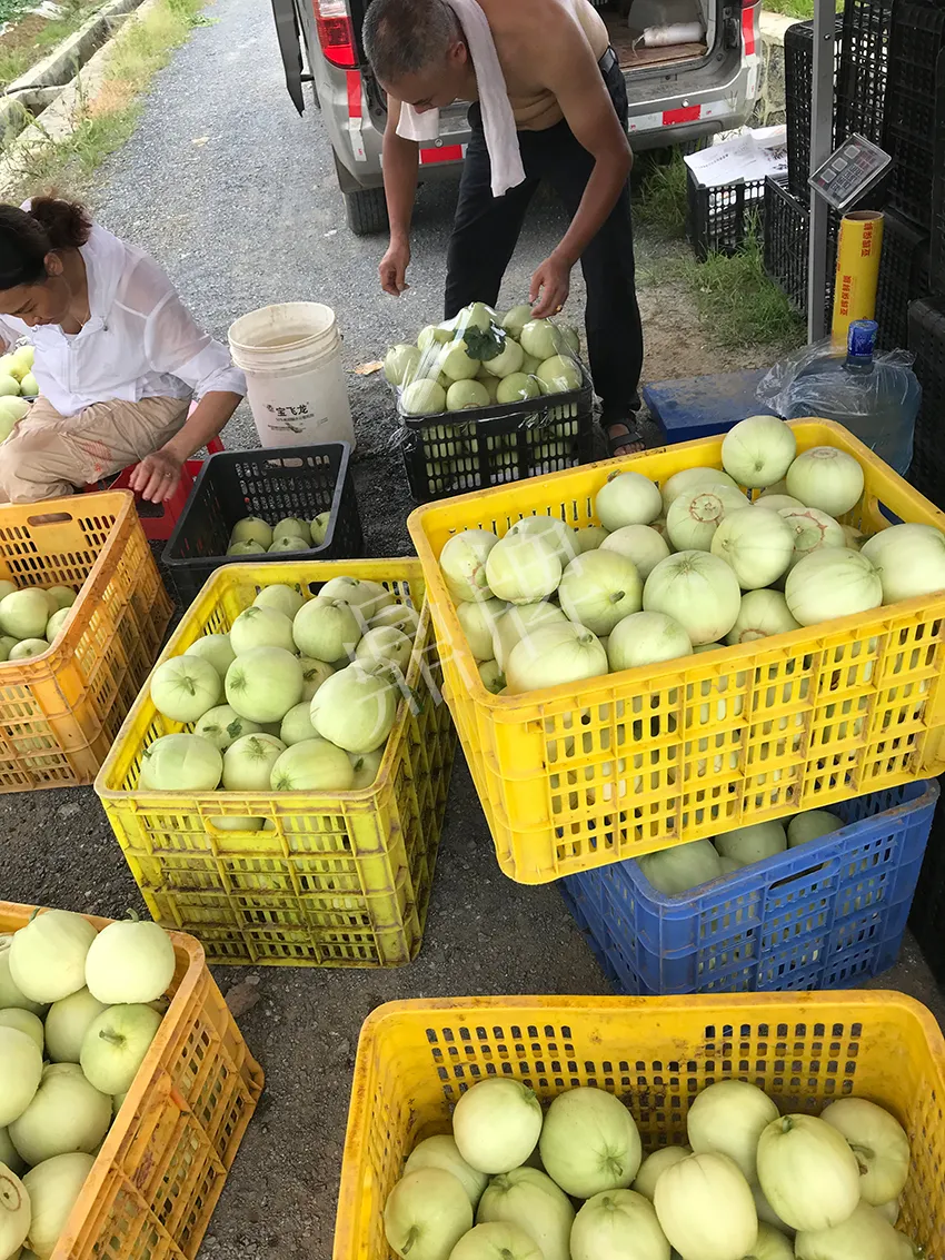 郴州農(nóng)戶種植新品種，果實又香又甜，很好賣