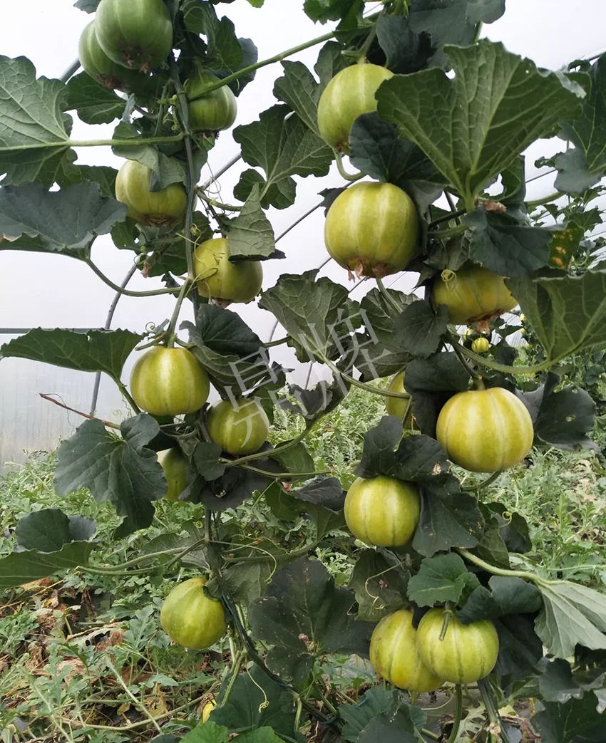 一株坐果15個(gè)，6元1斤，好賣得很