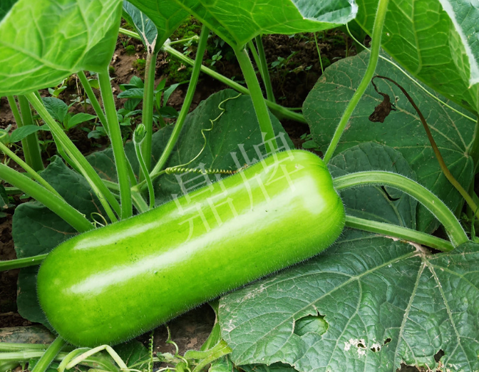 蔬菜種子種植戶客戶點(diǎn)評(píng)-牛逼！我露地栽培的瓠瓜，比別人大棚的還早上市！