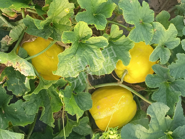 蔬菜種子種植戶客戶點(diǎn)評(píng)-種它！種它！高溫季節(jié)就種它！