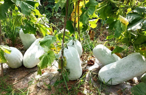 蔬菜種子種植戶客戶點(diǎn)評(píng)-驚訝！炎炎烈日下，小孩大聲喊：“大雪球！大雪球……”怎樣一回事？