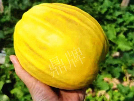 蔬菜種子種植戶客戶點(diǎn)評(píng)-我的甜瓜賣20元1市斤，與大家分享…