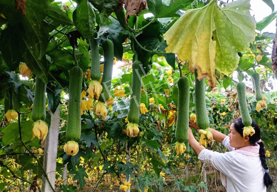 蔬菜種子種植戶客戶點(diǎn)評(píng)-8月，持續(xù)高溫下，這種絲瓜少見(jiàn)，少見(jiàn)！