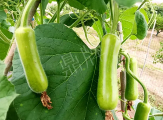 蔬菜種子種植戶客戶點評-科研人員發(fā)誓研究的一個抗高溫品種，您可能需要！