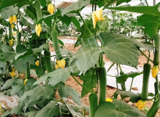 蔬菜種子種植戶客戶點評-一株結(jié)瓜30多個，價錢好，賺了！