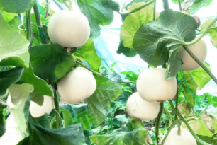 蔬菜種子種植戶客戶點評-丁老板說：種植這個品種，獲得了滿意的收入，確實“爽歪歪”