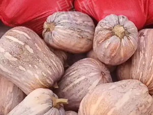 蔬菜種子種植戶客戶點評-今年，這個南瓜品種刷新了我的認知！您遇到過這種情況嗎？