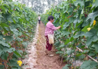 蔬菜種子種植戶客戶點評-85歲老奶奶，還是種植基地的領(lǐng)頭人，做的怎么樣？一起去看看…