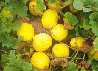 蔬菜種子種植戶客戶點評-瓜農(nóng)說：“還得是這個品種啊！”，什么品種讓種植戶如此感慨？